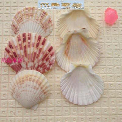 ［川島家居］地中海裝飾貝殼 天然海螺  彩貝 彩色扇貝4-6厘米  地臺魚缸裝飾