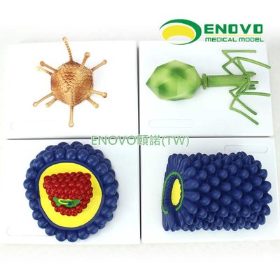 (ENOVO-225) 微生物學病毒模型桿狀病毒腺病毒噬菌體病毒艾滋病毒學