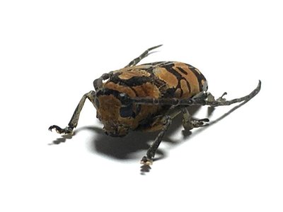 【熱賣精選】西非多哥原始雨林驚嘆的物種罕見天牛甲殼蟲標本珍藏