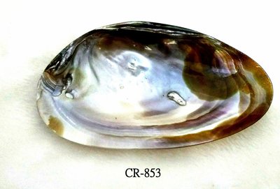 CR-853 文蛤有天然珍珠(93MMX160MM)