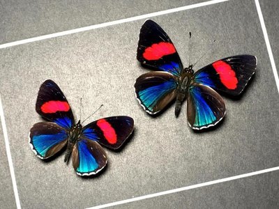昆蟲記~亞馬遜雨林·令人驚嘆的物種·罕見的極美蛺蝶+++0566~特價