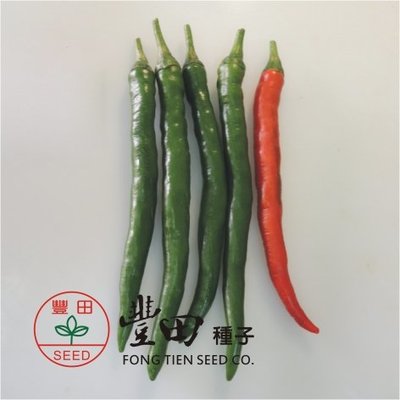【野菜部屋~】M19 紅美辣椒種子1.3公克(約210粒) , 結果力強 , 可做剝皮辣椒 , 每包180元 ~