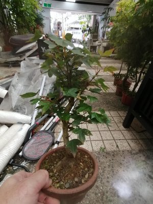 漂亮的唐楓樹小品盆栽2450元超商取貨免運費，是最好種植的楓樹品種，超商免運日本陶盆