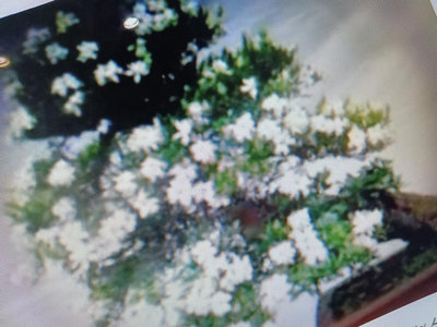 老盆養20多年日本小葉達摩梔子花，少件無接枝高露根，造型漂亮小品盆栽照片上面有尺寸好種植便宜割愛6800元優惠免運早期盆