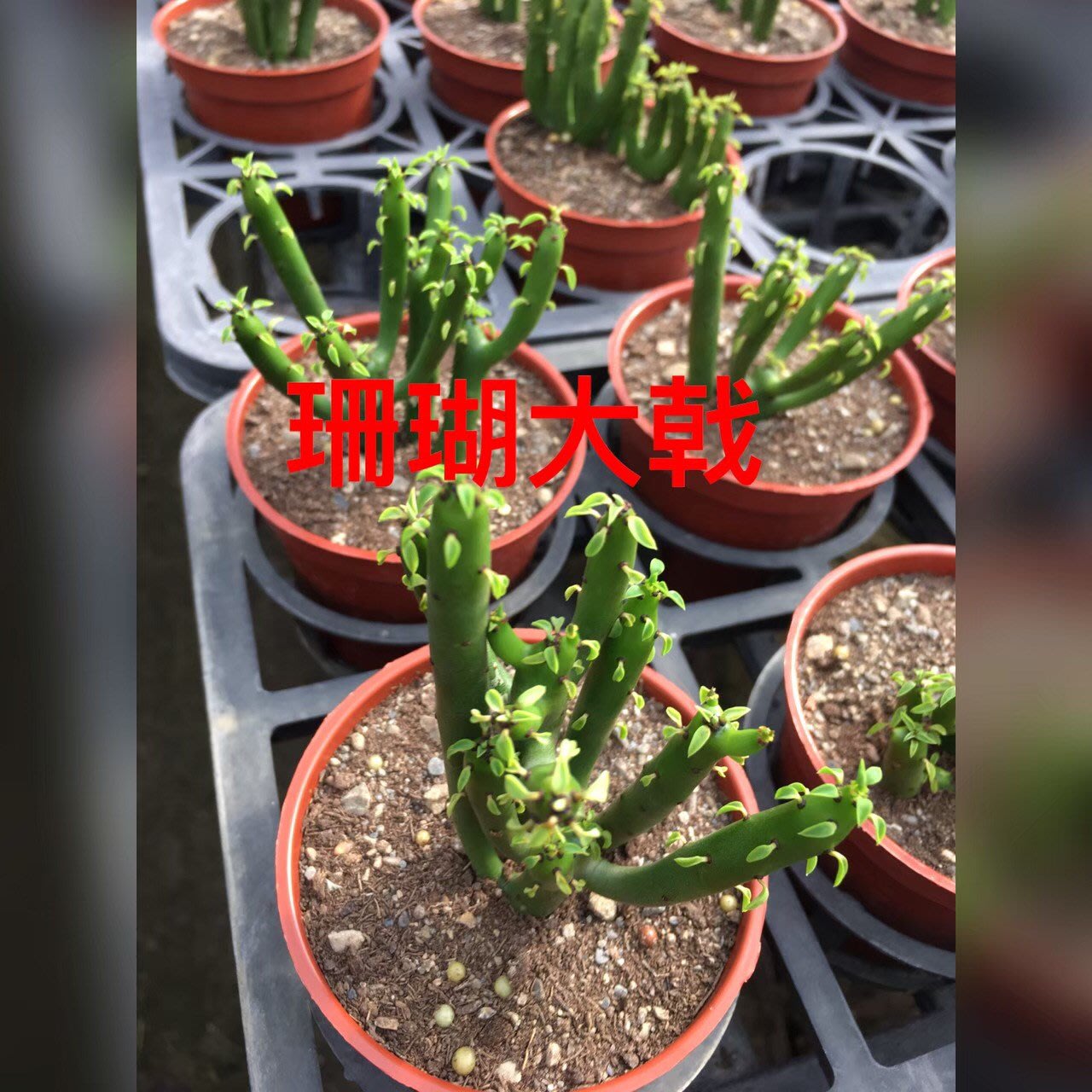 花花世界 多肉植物 珊瑚大戟仙人掌 白銀珊瑚 3吋盆 單株 高5cm Ma Yahoo奇摩拍賣