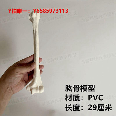 人體骨骼模型1比1人體骨骼模型 散骨 肱骨 尺骨 橈骨 股骨 脛骨 腓骨 肩胛骨