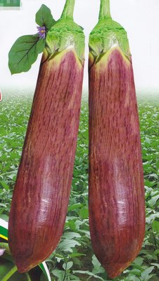 【蔬菜種子S341】麵包茄子~ 果肉疏鬆、鮮嫩、籽少，口感好。果長30~40公分，單果重300~600公克。