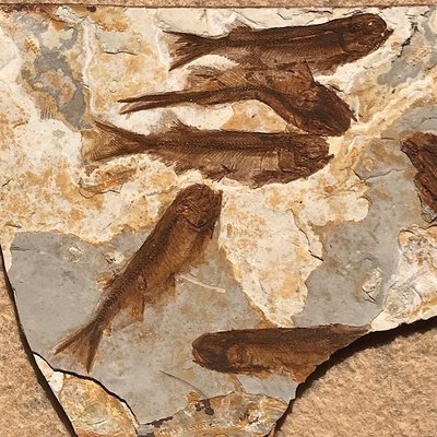 遼西狼鰭魚朝陽化石精品群魚產地直銷保真標本21923
