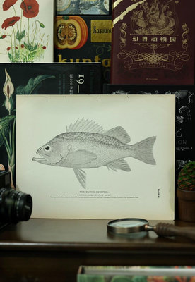 1884年，海鱸魚，魚類題材，古董版畫，石版畫，出自美國漁業