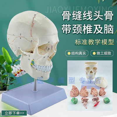 1:1頭骨帶腦模型 骷髏頭骨骼骨架 醫用頭骨教學講解人體標本模型