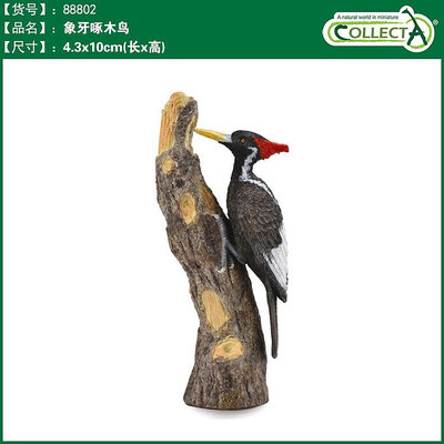 英國CollectA我你他仿真野生鳥類動物模型玩具88802象牙啄木鳥