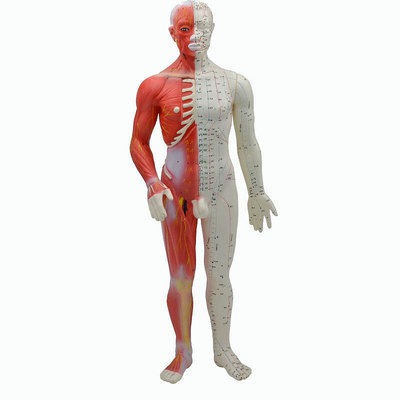 正品偉葉清晰針灸人體經絡穴位模型半肌肉組織 醫教學模型60cm