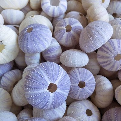 天然海膽殼標本 空氣鳳梨底座 DIY貝殼海螺 園藝用品裝~定價~特價