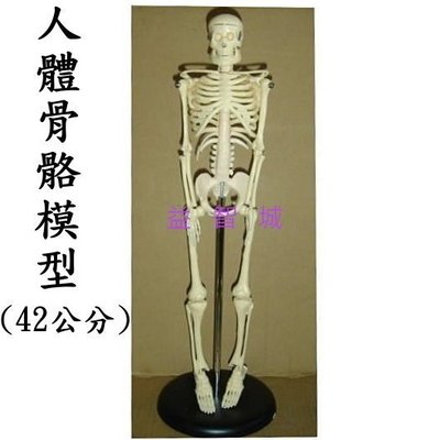 益智城新館《教學人體模型/小型骨頭模型/小骨骼模型/人骨頭模型/骷髏模型》小型人體骨骼模型/人骨模型/小骨架~42公分