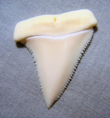 (大白鯊牙) 4.2公分真正大白鯊(上鍔)鯊魚牙..無刮痕無缺齒. A標本級. 稀有! 獨家! GWT423307