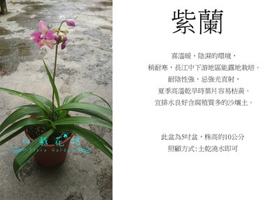 心栽花坊-紫蘭/5盆/蘭花/拖鞋蘭/蝴蝶蘭/原生蘭售價150特價130