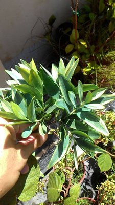 ╭☆東霖園藝☆╮超優質樹種(斑葉竹柏)白斑竹柏..高壓苗/數量不多