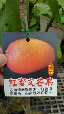 ╭＊田尾玫瑰園＊╯新品種水果苗-(紅蜜文芒果)高70cm300元