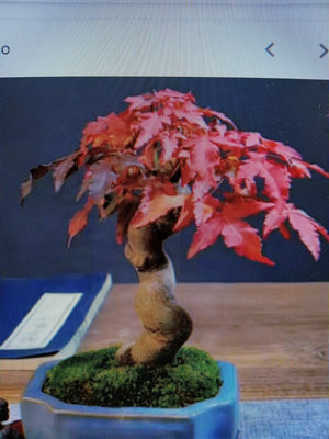 日本紅楓樹無接枝矮霸三角唐楓2，小品盆栽造型漂亮好種植喜歡全日照潮濕的環境，屬於最好種植的楓樹品種之一2600元超商免運