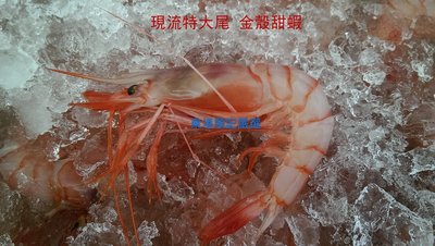 東港順記 現撈  金殼 葡萄蝦 大尾 甜蝦  生魚片 (生食級商品)    (漁船當日捕撈)