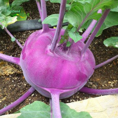 【媽咪蔬果園】紫皮結頭菜 大頭菜 種子