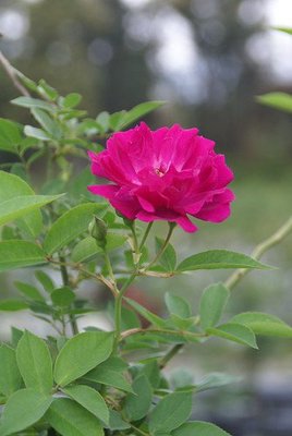 紅花野薔薇 Rosa minutifolia K2 ~強勢好種又抗病的砧木六吋盆~售價180