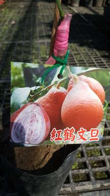 ╭＊田尾玫瑰園＊╯ 新品種水果苗/果樹-(紅鶴文旦)高1尺1400元