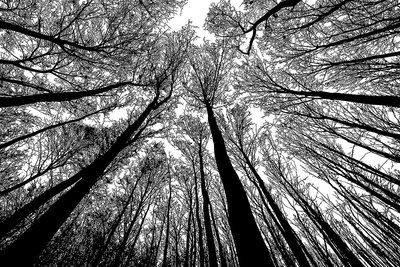 Bgraamiens 拼圖-森林 黑色和白色 - 1000 片創意黑白自然景觀 硬質拼圖藍板 拼圖1000片