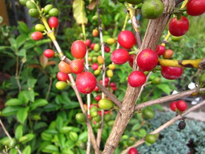 ╭＊田尾玫瑰園＊╯水果苗-(咖啡成樹)8吋盆高1米(圖三)