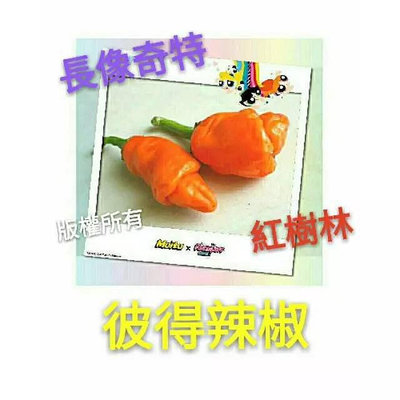 【紅樹林】橘色彼得辣椒 橘弟弟辣椒(種子)~每份10粒