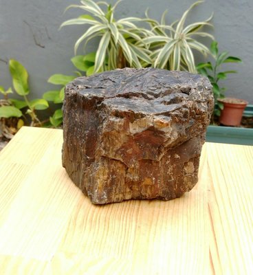天然原礦原石帶彩黑木化石/ 老珍藏天然黑木化玉很像木頭，重約1389公克