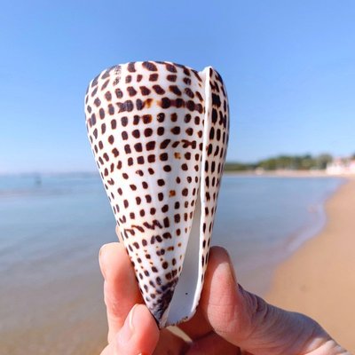天然海螺貝殼黑玉米螺魚缸裝飾品水族箱造景稀有標本家~定價