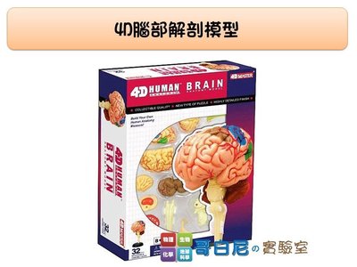 哥白尼的實驗室/生物/4D腦部解剖模型/大腦 小腦 腦幹/正版Fame Master/科學玩具