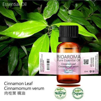 【純露工坊】肉桂葉精油Cinnamon Leaf - Cinnamomum verum  10ml
