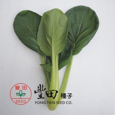 【野菜部屋~】E33 青松味美菜種子2.4公克 , 生長快速 , 耐熱 , 纖維少 , 每包15元~