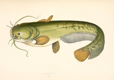 C058【英國】Jonathan Couch 英國魚類套色彩色版畫插圖-2圖庫六號小鋪