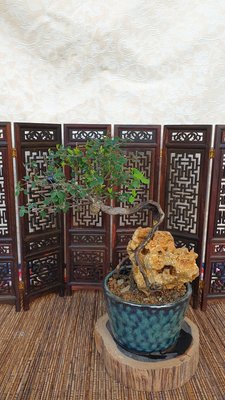 雅舍盆栽-附石黃鱔藤