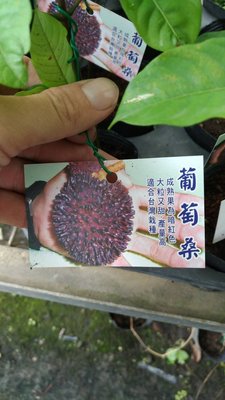 ╭☆東霖園藝☆╮熱帶果樹-葡萄桑 --實生苗