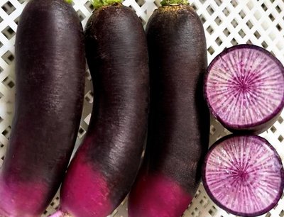 【蔬菜種子S096】冰糖紫星蘿蔔~肉質鮮紫紅色，富含花青素。質脆多汁，味甜品質優良，單株肉質根重1公斤左右。