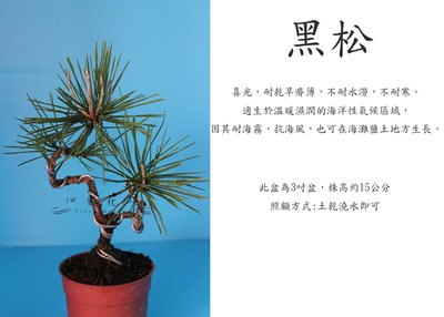 心栽花坊-黑松/3吋/10cm/松杉柏檜/觀賞植物/售價180特價150