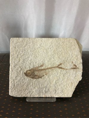 魚化石 / 化石魚