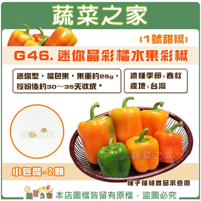 【蔬菜之家滿額免運】G46.迷你晶彩橘水果彩椒(1號甜椒)種子2顆 / 迷你型，橘色果，授粉後約30～35天收成。