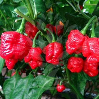 【蔬菜種子S138】卡羅萊納死神辣椒（孟婆椒）~曾經被金氏世界紀錄評為世界上最辣的辣椒。