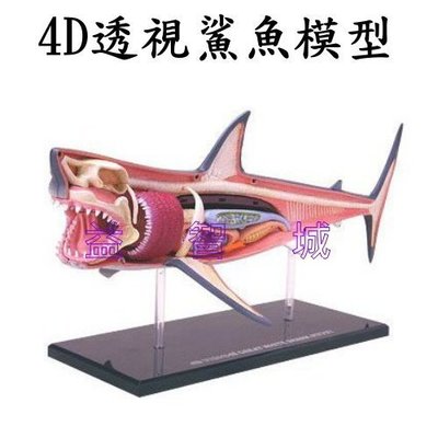 益智城《4D鯊魚模型/動物模型/教學模型/生物教具玩具/DIY模型/科學教具玩具/4D Master》4D透視鯊魚模型
