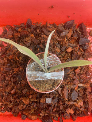 鹿角蕨-p.veitchii x willinckii F1-3吋盆療癒植物-文青植物、蕨類植物、雨林植物-IG
