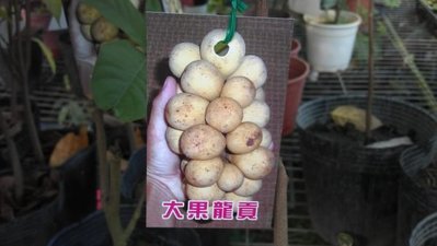 ╭☆東霖園藝☆╮稀有果樹-(大果龍貢)-多汁的果肉，有柚子味道   高壓苗