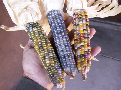 寶石玉米 Corn（種子每份10顆280元）