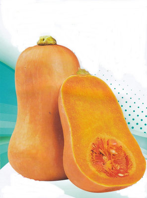 【大包裝蔬菜種子L062】奶油南瓜~ 定植到成熟約100天，屬於奶油南瓜麝香型。單果重約500公克~750公克。