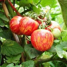 長春紅彩番茄 紅彩蕃茄 紅番茄 番茄 蕃茄 種子10入種子