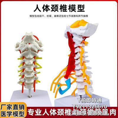 人體模型人體脊椎頸椎關節頸動脈后枕骨椎間盤韌帶與神經骨骼解剖學模型
